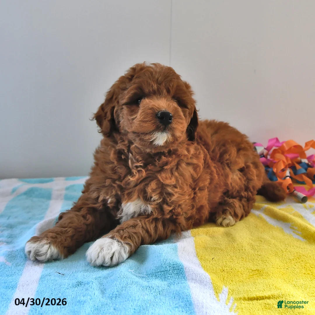 Mini Goldendoodle dogs for sale: Rosebud - Ad 2