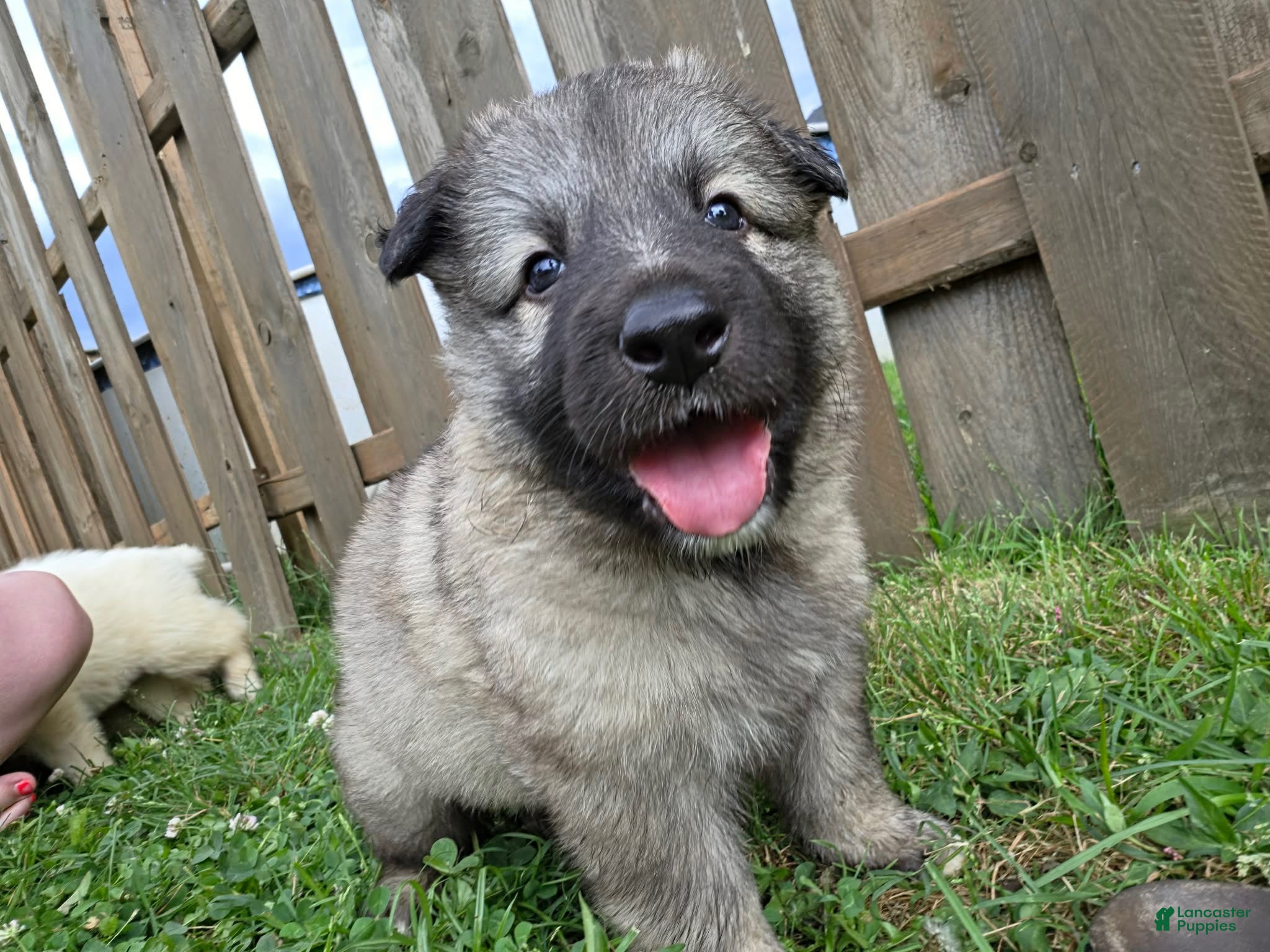 German Shepherd dogs German Shepherd 5 - Ad 1