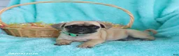 Pug dogs for sale: Bonnie - Ad 4