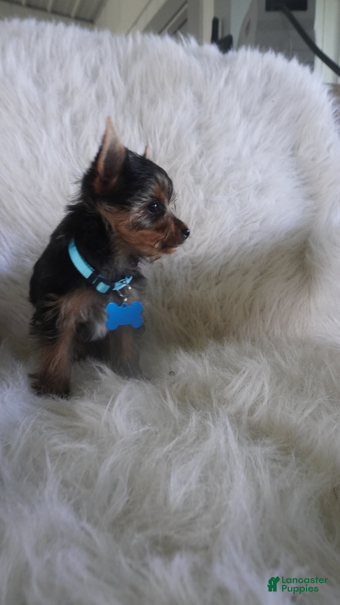 Yorkshire Terrier dogs Jake - Ad 1