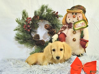 Miniature Dachshund dogs - Ad 31