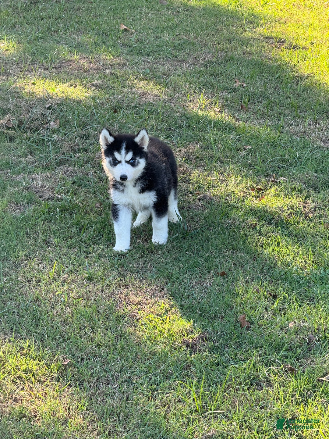 Siberian Husky dogs for sale: Siberian Husky Puppy 2 - Ad 6