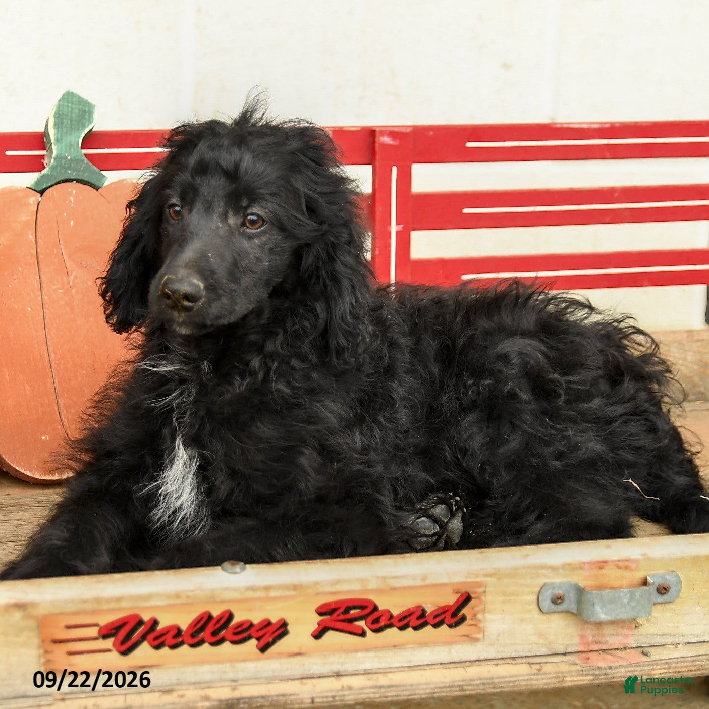 Mini Aussiedoodle dogs Aiden - Ad 2
