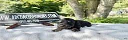 Miniature Dachshund dogs for sale: Russian cream points - Ad 10