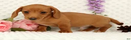 Miniature Dachshund dogs for sale: Wilson - Ad 3