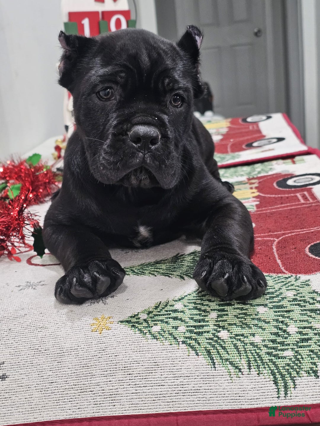 Cane Corso dogs for sale: ZEUS - Ad 6