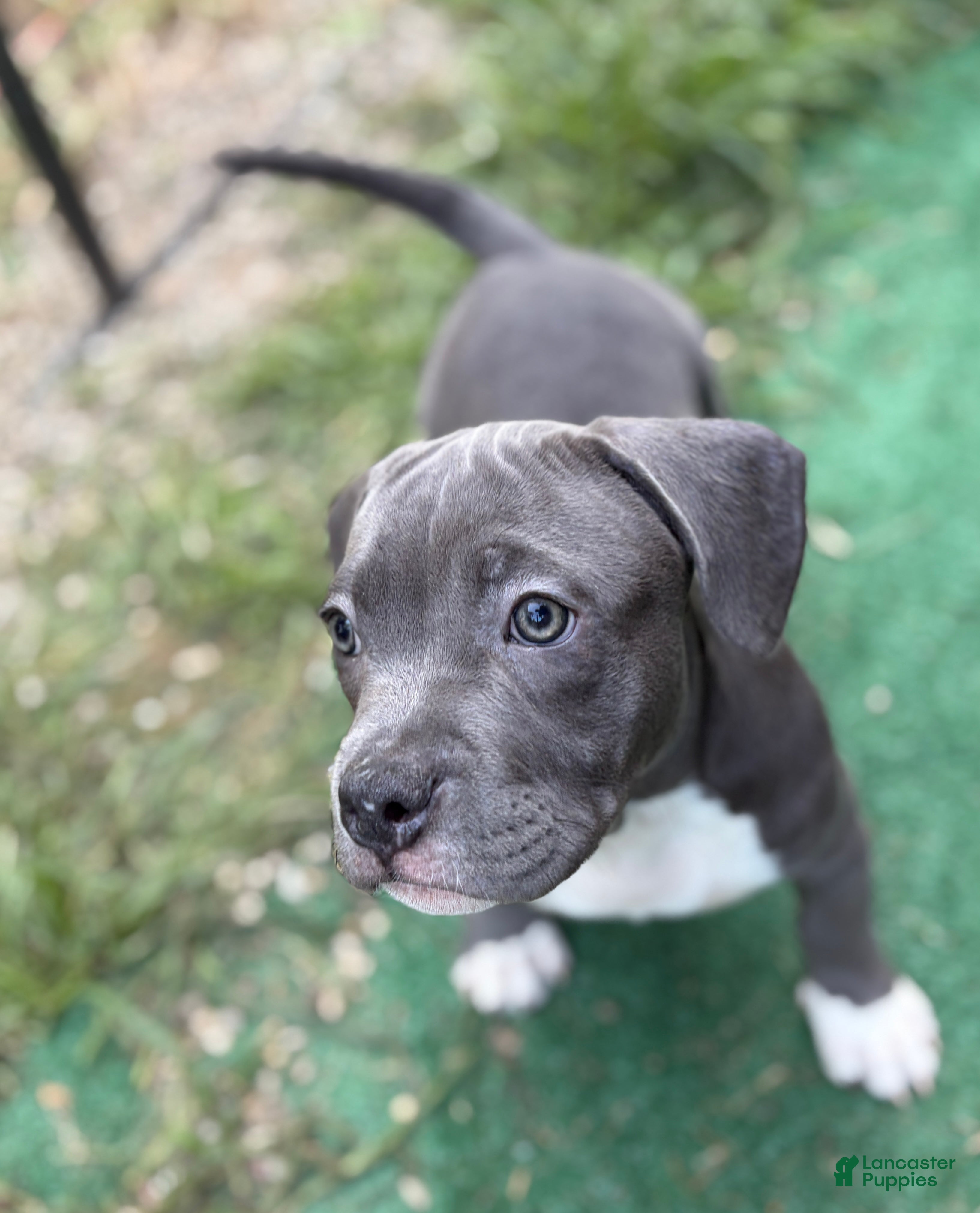 American Bully dogs for sale: Juggernaut aka Jug  - Ad 1