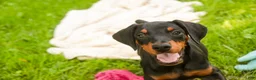 Doberman Pinscher dogs for sale: Elowen - Ad 4