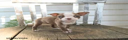 Boston Terrier dogs for sale: Celeste - Ad 1