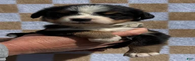 LB