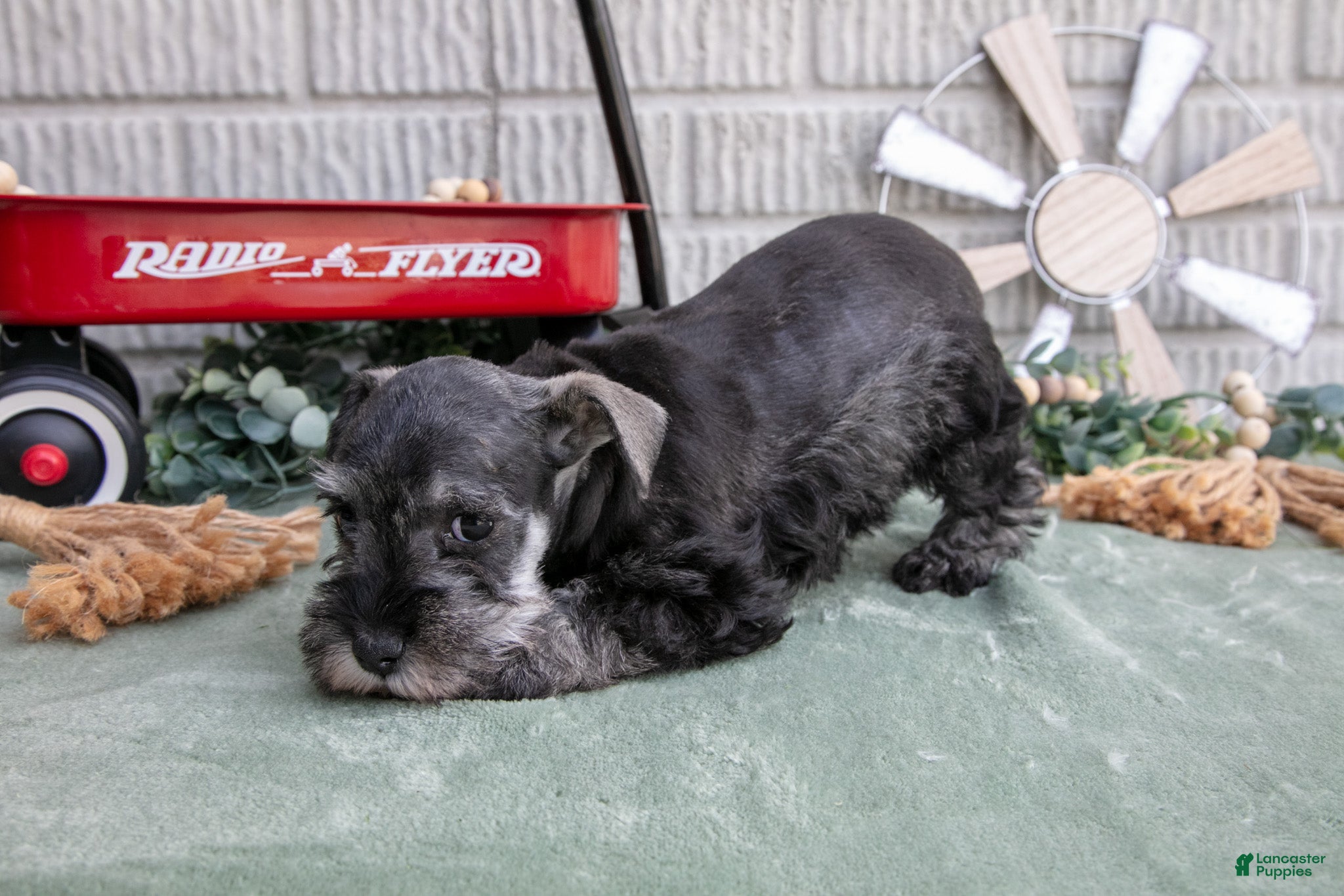 Miniature Schnauzer dogs Sky - Ad 2