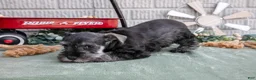 Miniature Schnauzer dogs for sale: Sky - Ad 2