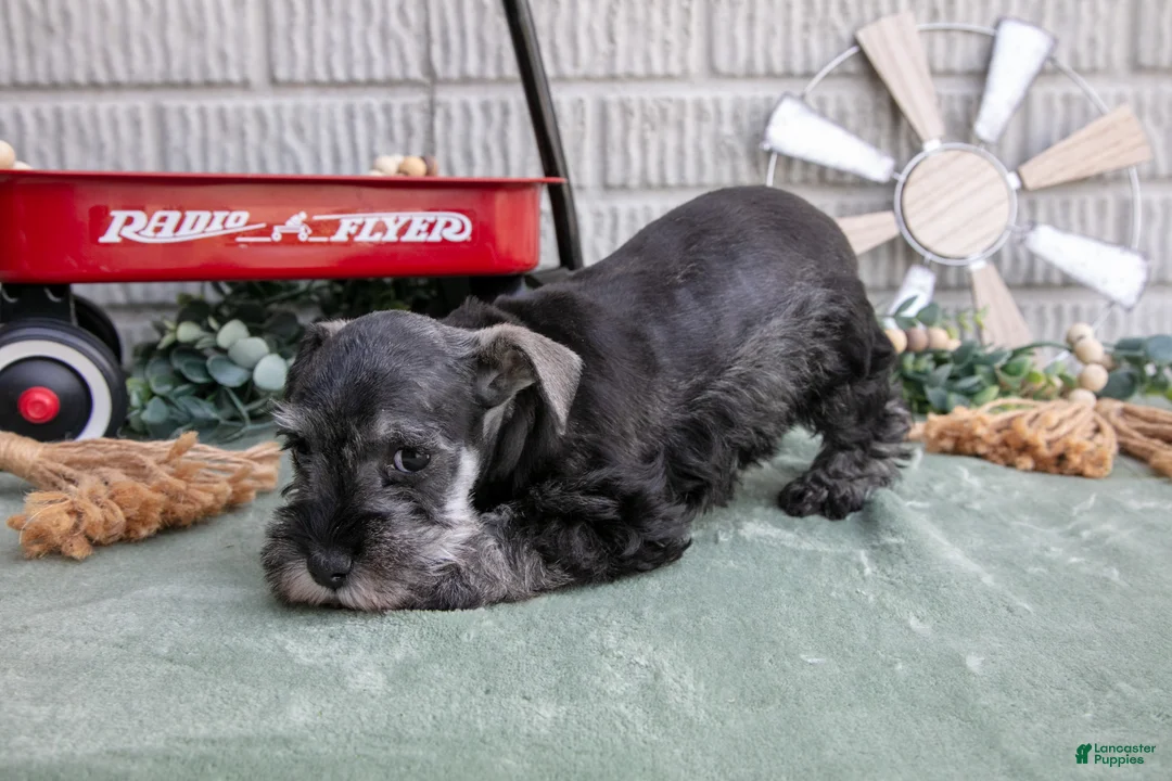 Miniature Schnauzer dogs for sale: Sky - Ad 2