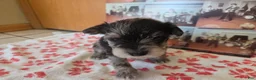 Miniature Schnauzer dogs for sale: Mickey - Ad 3