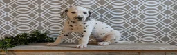 Dalmatian dogs for sale: Jasper - Ad 4