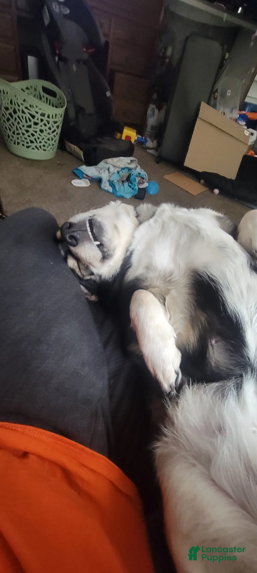 American Corgi dogs for sale: Sailor  - Ad 2