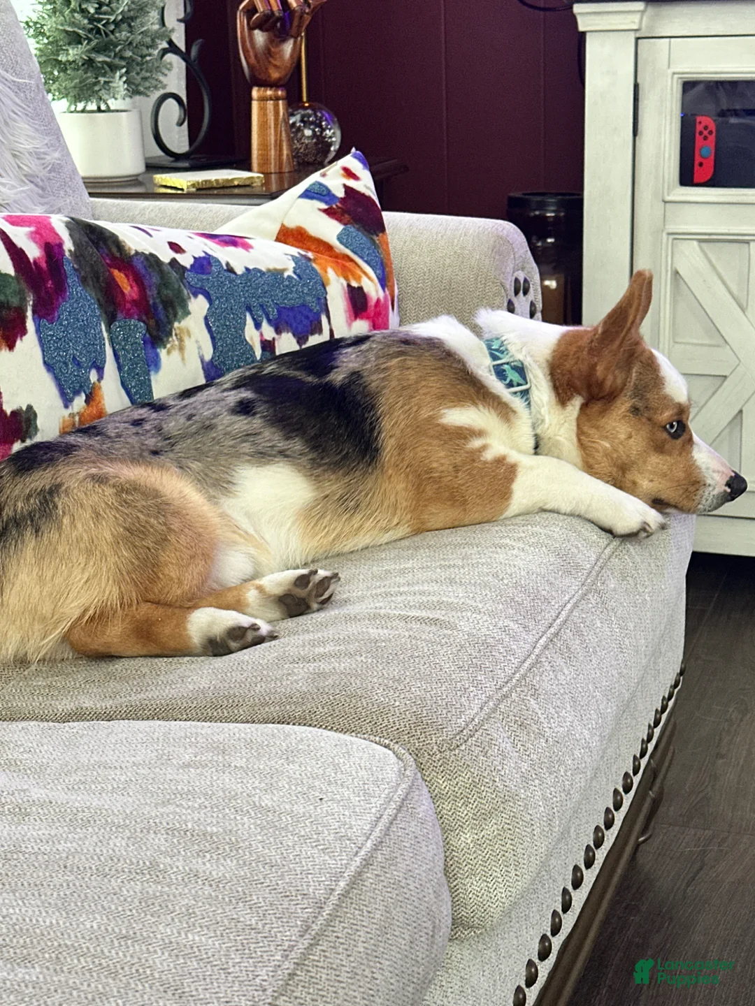 Welsh Corgi Pembroke dogs for stud: Milo  - Ad 2