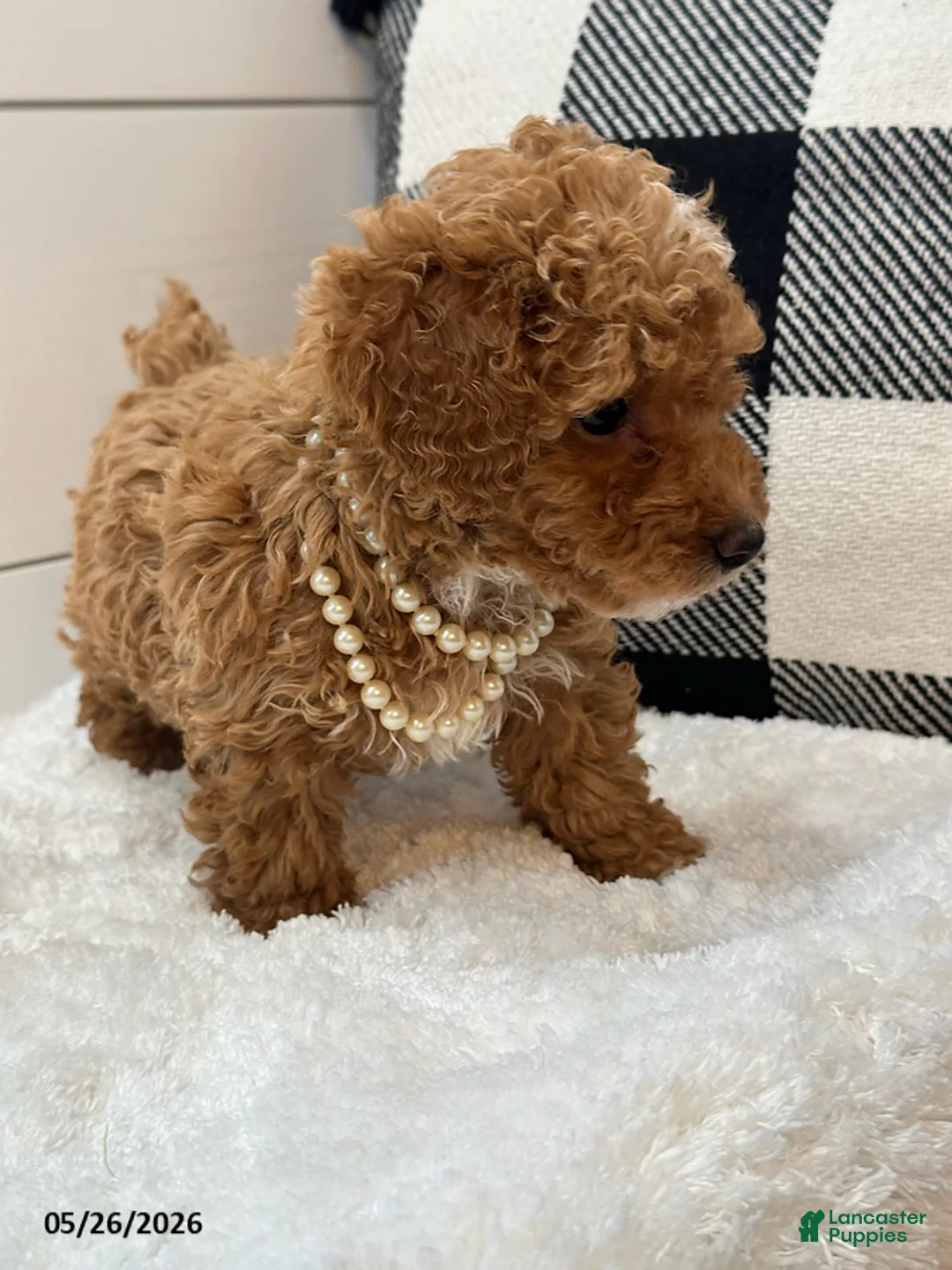 Miniature Poodle dogs for sale: Penny - Ad 2