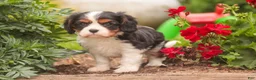Cavalier King Charles Spaniel dogs for sale: Jerry - Ad 6