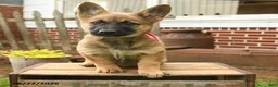 Mixed Breed dogs for sale: Tina Beth - Ad 5
