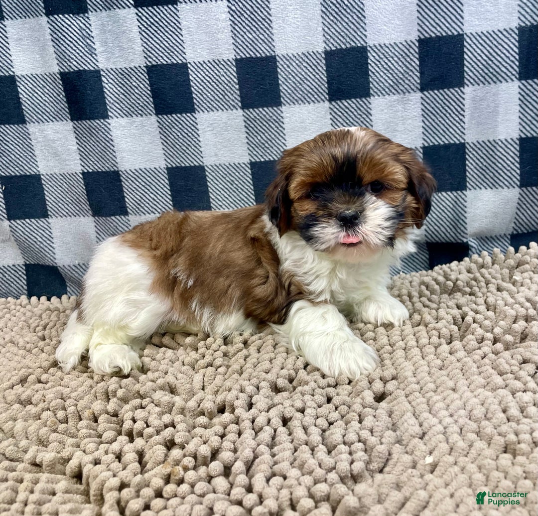 Shih Tzu dogs for sale: Mike - Ad 4