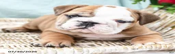 English Bulldog dogs for sale: Tessie - Ad 5