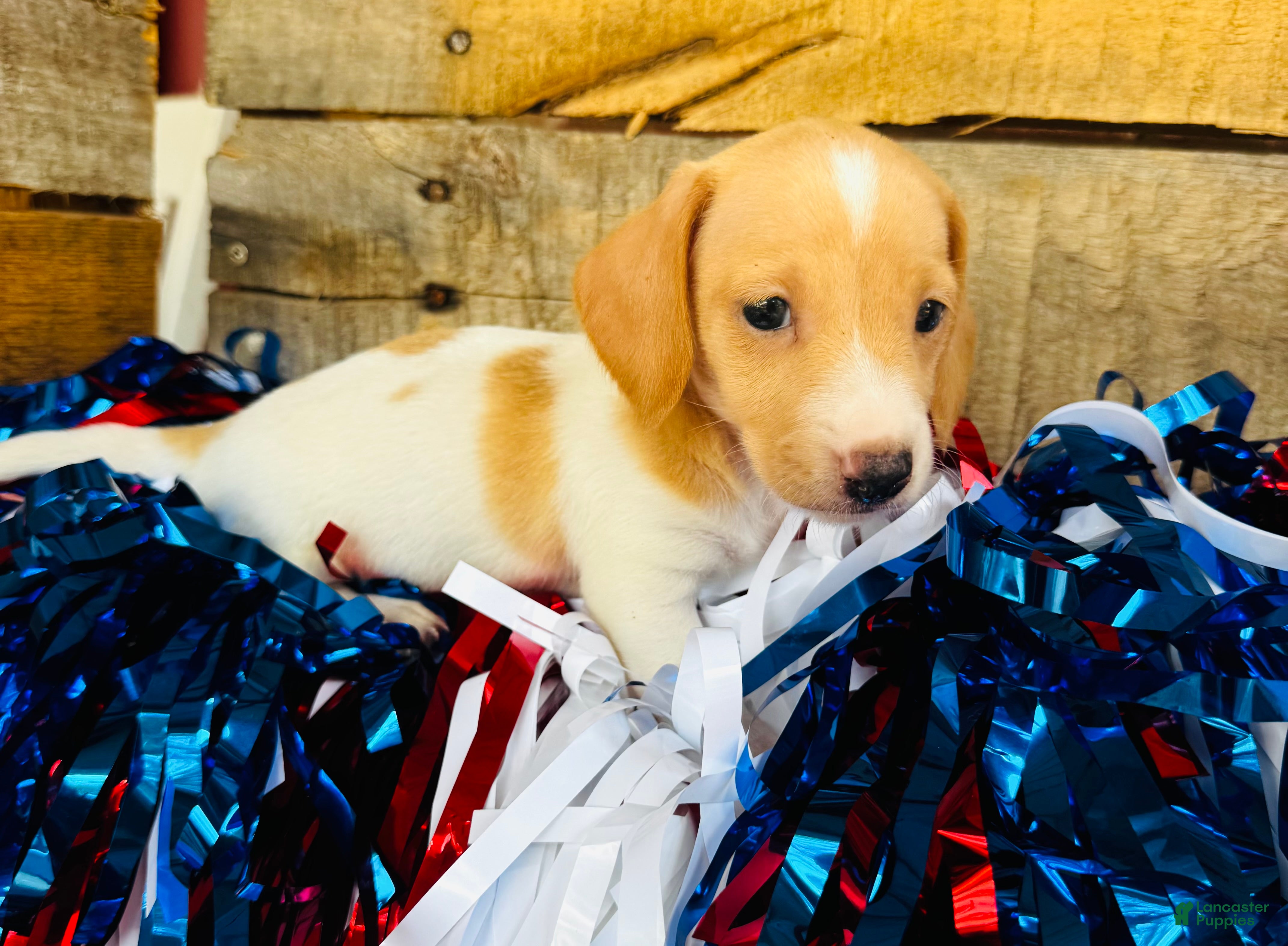 Miniature Dachshund dogs Jameson  - Ad 1