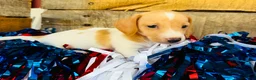 Miniature Dachshund dogs for sale: Jameson  - Ad 1