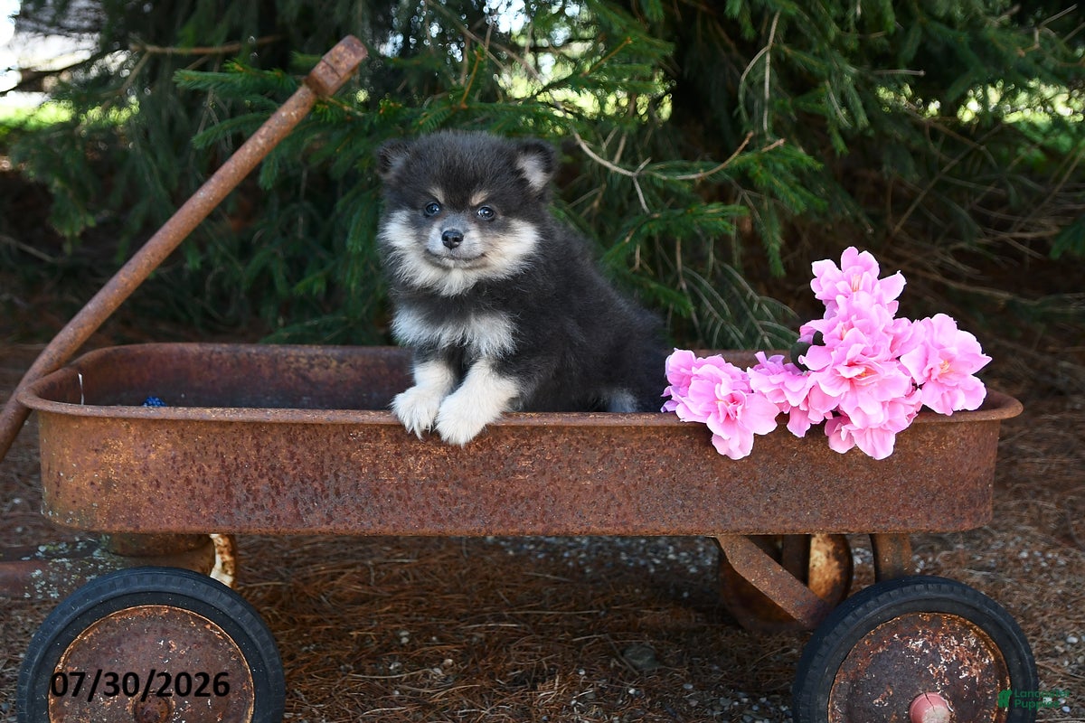 Pomeranian dogs Jane - Ad 2