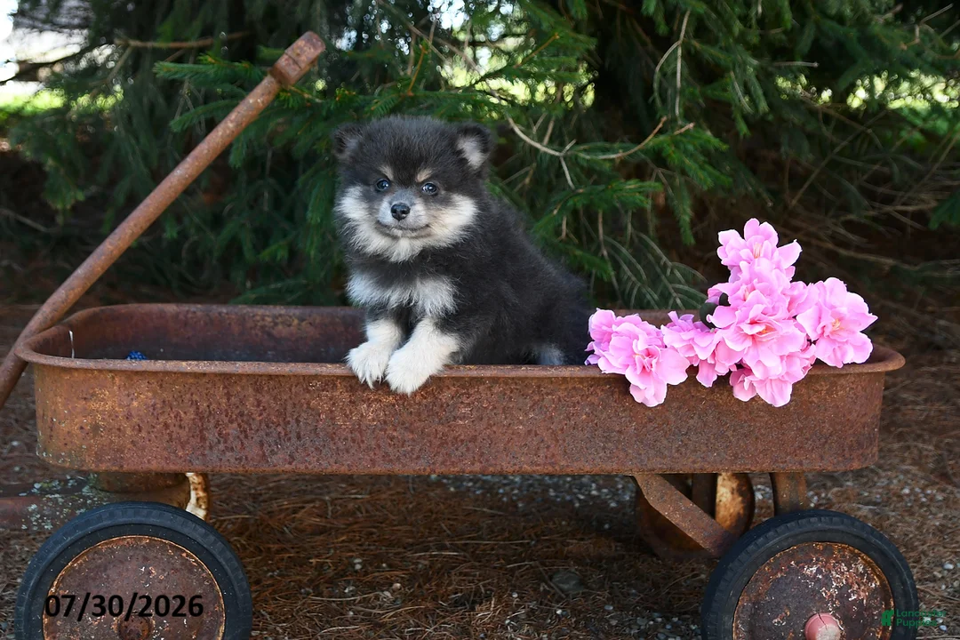 Pomeranian dogs for sale: Jane - Ad 2