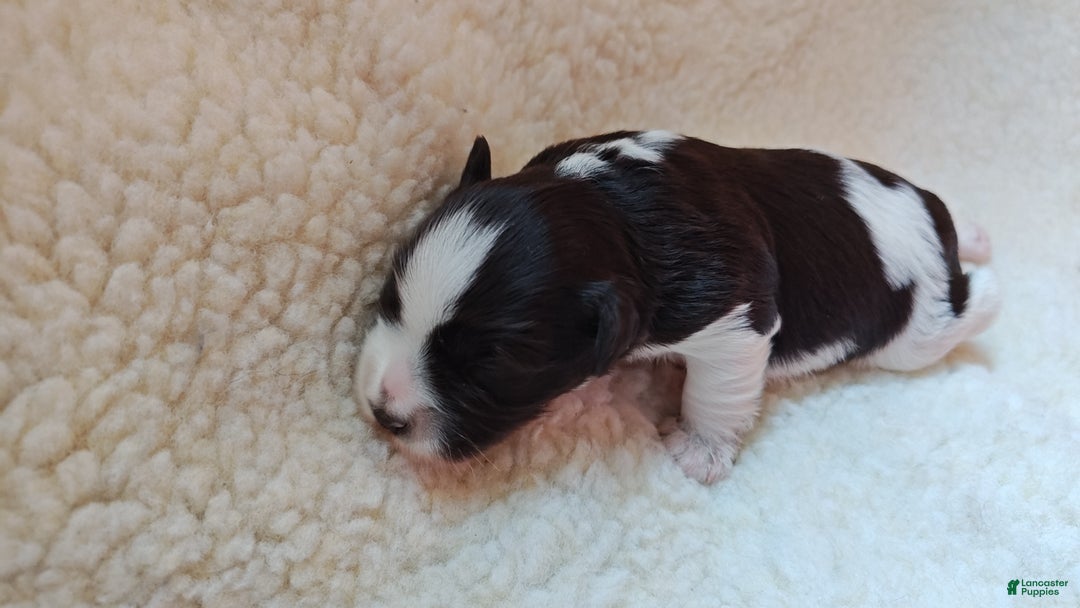 Miniature Schnauzer dogs for sale: Miniature Schnauzer Girl 2 - Ad 8