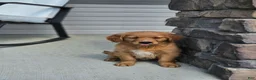 Golden Retriever dogs for sale: Lucy - Ad 5