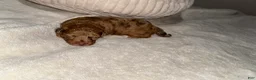 Toy Poodle dogs for sale: Lucy - Ad 10