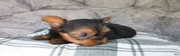 Yorkshire Terrier dogs for sale: Maddie - Ad 5