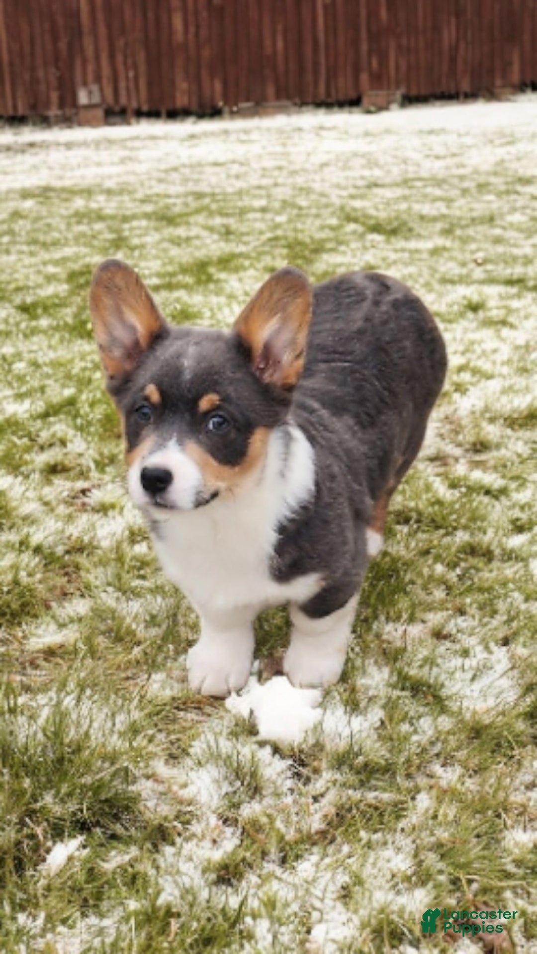 Welsh Corgi Pembroke dogs for sale: Alexa Bluie - Ad 6