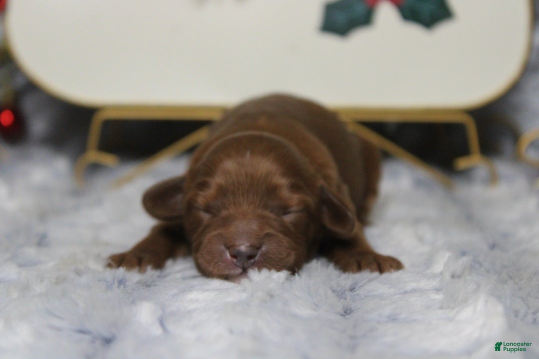 Cavapoo dogs for sale: Cherry - Ad 5