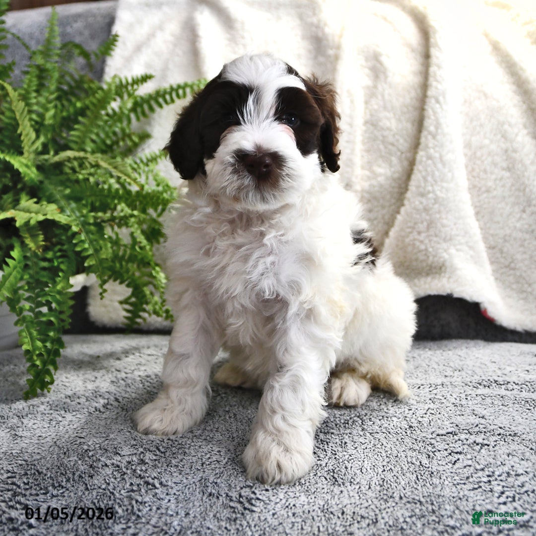Portuguese Water Dog dogs for sale: Dazzle  - Ad 7