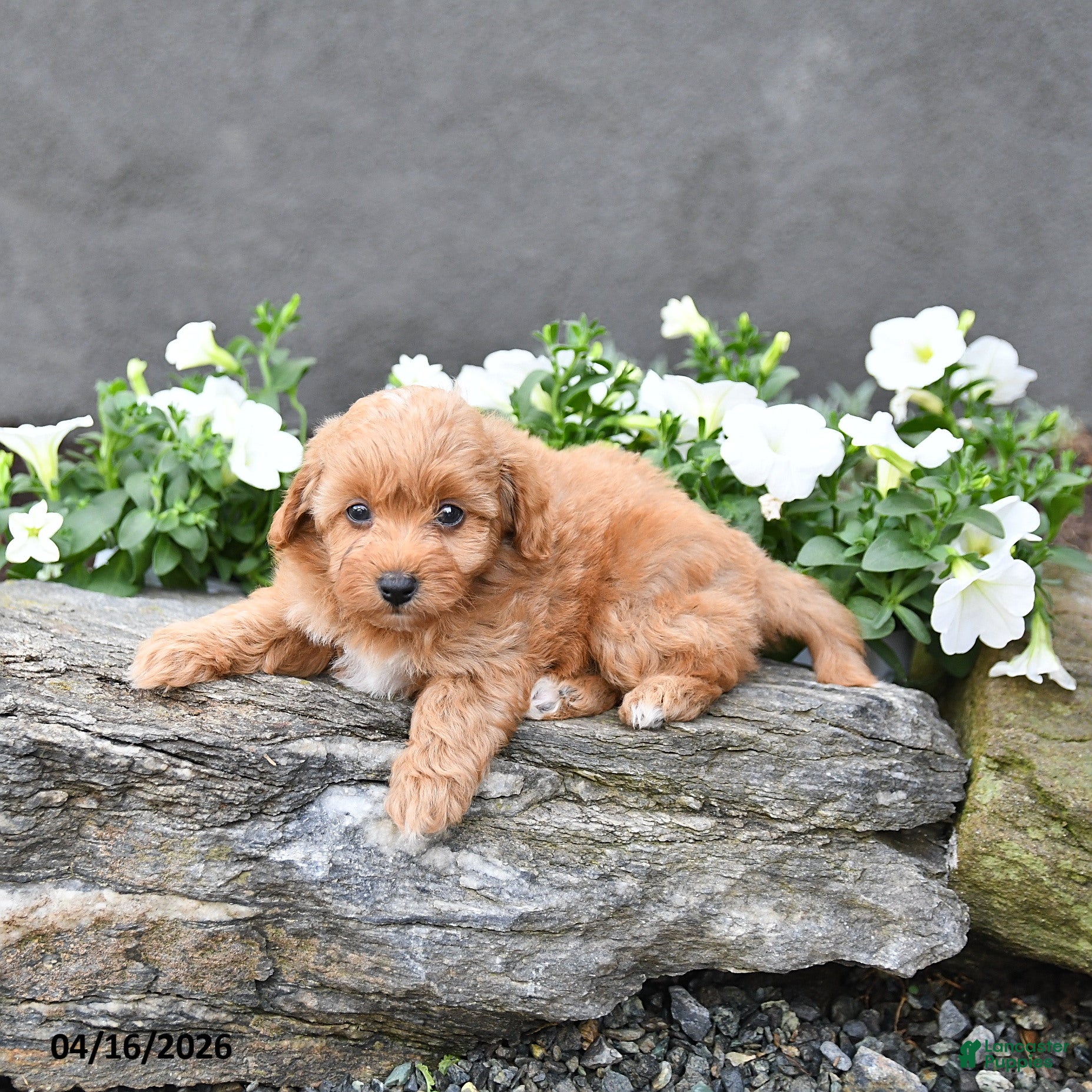 Cavapoo dogs Tucker - Ad 2