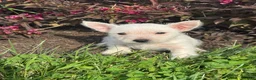 West Highland Terrier dogs for sale: Waylon - Ad 5