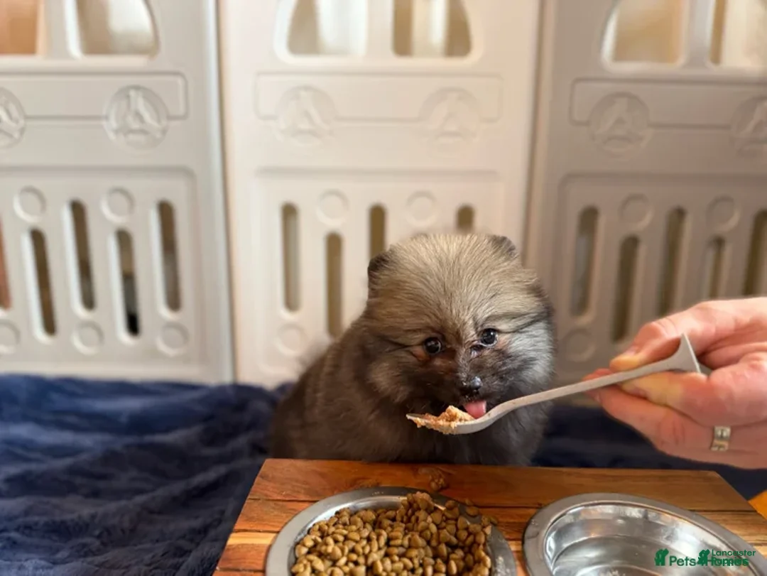 Pomeranian dogs for sale: Greg - Ad 7