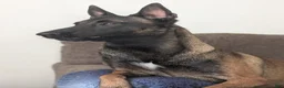 Belgian Malinois dogs for sale: Belgian Malinois 3 - Ad 6