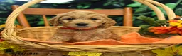 Cockapoo dogs for sale: Sailor  - Ad 2