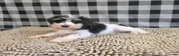 Miniature Schnauzer dogs for sale: Sidney - Ad 6
