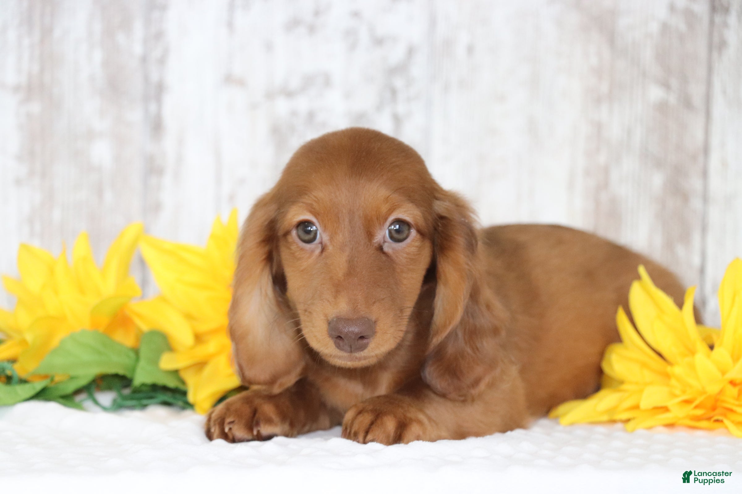 Dachshund dogs Marco  - Ad 2