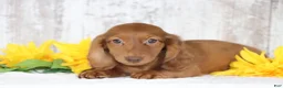 Dachshund dogs for sale: Marco  - Ad 2