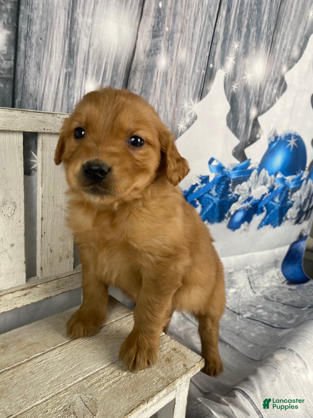Golden Retriever dogs for sale: Molly - Ad 6