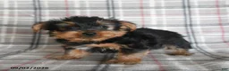 Yorkshire Terrier dogs for sale: Egg Roll - Ad 4