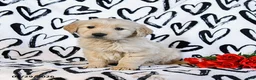 Golden Retriever dogs for sale: Lucky - Ad 1