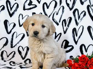 Golden Retriever dogs Lucky - Ad 26