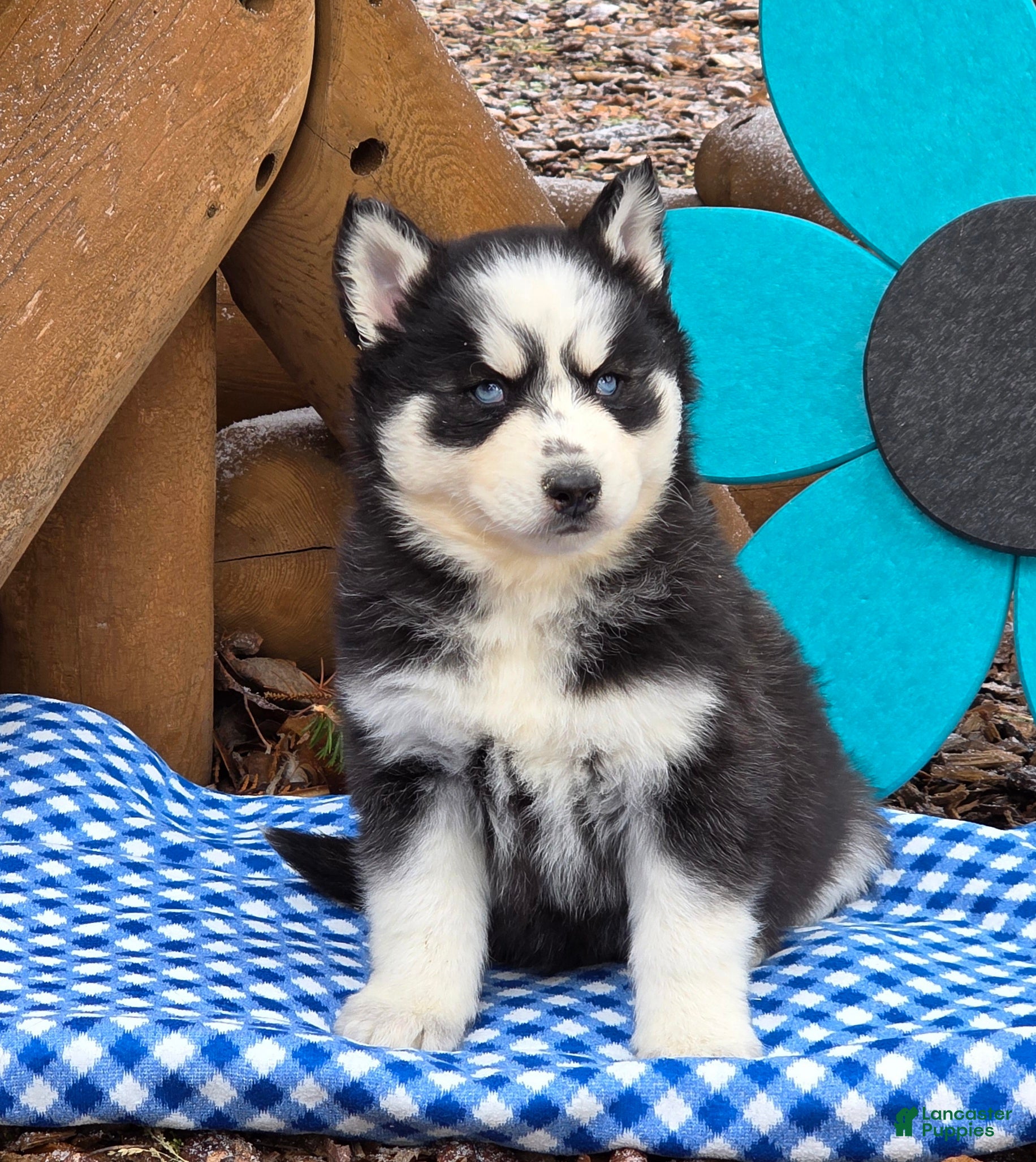 Siberian Husky dogs Trooper - Ad 2